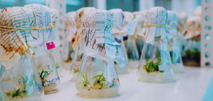 Fiziologija i molekularna biologija biljaka