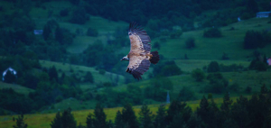 Konzervaciona biologija