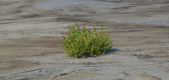 Bioremedijacija