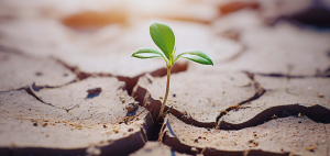 Klimatske promene - uticaji i odgovori živog sveta