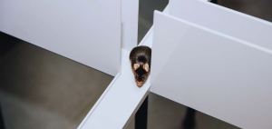 Biologija ponašanja