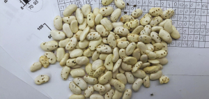 Evolucija osobina životne istorije