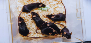 Metabolizam i metaboličke bolesti