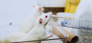 Fiziologija životinja