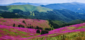 Биодиверзитет