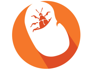 Bean &amp; Beetle: Citizens Unveil Genetic Diversity, 2025-2027