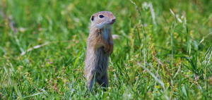 Zaštita životne sredine