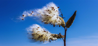 Биологија инвазивних врста