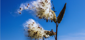 Biologija invazivnih vrsta